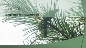  Presentation with pine - Slide set having pine-needle-with-big-dewdrops background and a mint green colored foreground