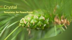  Presentation with needle - Slides with pine-needle-with-big-dewdrops background and a tawny brown colored foreground