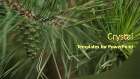  Presentation with needle - PPT layouts enhanced with pine-needle-with-big-dewdrops background and a tawny brown colored foreground