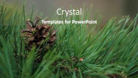  Presentation with needle - Presentation theme having pine-needle-with-big-dewdrops background and a gray colored foreground