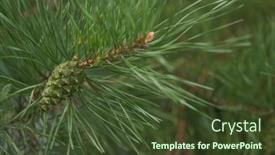  Presentation with needle - Slides enhanced with pine-needle-with-big-dewdrops background and a  colored foreground