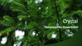  Presentation with needle - Amazing slide set having pine needle with dewdrops backdrop and a tawny brown colored foreground