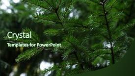  Presentation with needle - Amazing PPT theme having pine needle with dewdrops backdrop and a tawny brown colored foreground