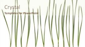  Presentation with needles - Colorful slide set enhanced with pine-needles-isolated-on-white backdrop and a cream colored foreground