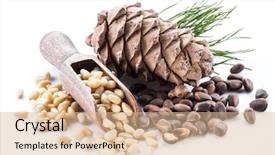  Presentation with pine cone - Slides enhanced with pine nut cone and pine background and a lemonade colored foreground