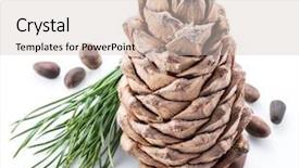  Presentation with pine cone - PPT layouts featuring pine nut cone and pine background and a soft green colored foreground