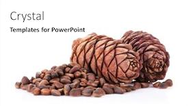  Presentation with pine - Audience pleasing PPT theme consisting of pine nuts isolated on white background backdrop and a white colored foreground