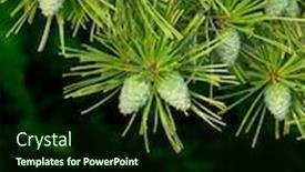  Presentation with pine - Audience pleasing PPT theme consisting of pine-s-natural-background backdrop and a wine colored foreground