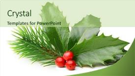  Presentation with olive tree branch ripe - Theme with pine tree branch and holly background and a mint green colored foreground