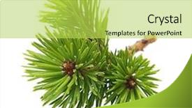  Presentation with pine - Audience pleasing theme consisting of pine tree branch isolated backdrop and a yellow colored foreground