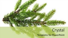  Presentation with pine - Slide set featuring pine tree branch isolated background and a yellow colored foreground