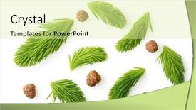  Presentation with pine - PPT layouts enhanced with pine tree branch isolated background and a blonde colored foreground