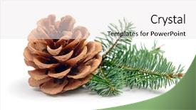  Presentation with pine cone - Presentation theme consisting of pine tree branch with cone background and a white colored foreground