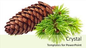  Presentation with pine cone - Amazing PPT theme having pine tree branch with cone backdrop and a soft green colored foreground