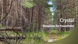  Presentation with pine forest - Theme with pine-tree-forest-country-side background and a dark gray colored foreground