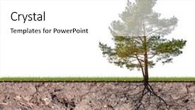  Presentation with tree root - Audience pleasing presentation consisting of pine tree with root backdrop and a white colored foreground