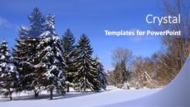 Presentation with pine trees - 
