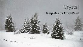  Presentation with pine trees - Cool new slide set with pine-trees-covered-with-hoarfrost backdrop and a light gray colored foreground