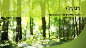  Presentation with amazon forest rainforest in brazil - Colorful slide deck enhanced with pine trees fall - forest blur baground backdrop and a yellow colored foreground