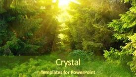  Presentation with pine trees - Slides consisting of pine trees fall - green forest with sun ray background and a tawny brown colored foreground
