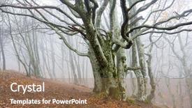  Presentation with misty - Presentation design featuring pine trees fall - old tree in misty forest background and a coral colored foreground