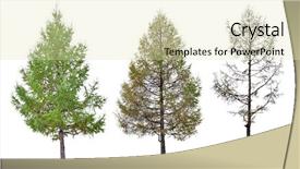 Presentation with pine trees - Beautiful PPT theme featuring pine trees fall - three larch stage isolated backdrop and a soft green colored foreground