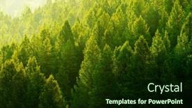  Presentation with pine trees - Presentation design featuring pine-trees-forest-in-evening background and a  colored foreground
