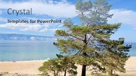  Presentation with pine trees - Beautiful PPT layouts featuring pine-trees-growing backdrop and a light blue colored foreground