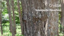  Presentation with botanical garden - 