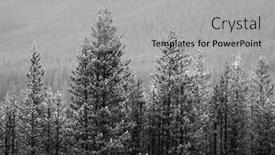  Presentation with blizzard - Presentation theme enhanced with pine-trees-in-forest-wilderness background and a  colored foreground