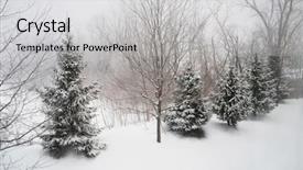  Presentation with pine trees - Theme consisting of pine trees in polar vortex background and a light gray colored foreground