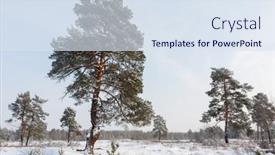  Presentation with pine trees - Presentation having pine-trees-on-forest-meadow background and a sky blue colored foreground