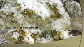  Presentation with pine - Cool new presentation theme with pine under snowfall backdrop and a coral colored foreground