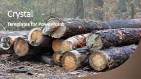  Presentation with pine forest - Colorful PPT theme enhanced with pine wooden logs in forest backdrop and a gray colored foreground
