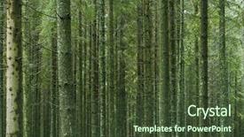  Presentation with pine forest - Presentation theme featuring pine woods in forest close background and a  colored foreground