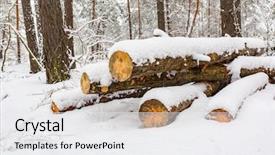  Presentation with pine forest - Presentation design with pine woods under snow in winter forest background and a white colored foreground