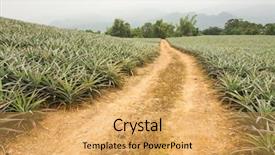  Presentation with nobody - Slide set having pineapple farm and road background and a  colored foreground