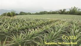  Presentation with asia - Slide set enhanced with pineapple-farm-at-luye-taitung background and a tawny brown colored foreground