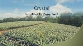  Presentation with asia - Slide set featuring pineapple-farm-at-luye-taitung background and a light blue colored foreground