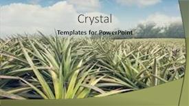  Presentation with taiwan - Cool new slides with pineapple-farm-at-luye-taitung backdrop and a light blue colored foreground