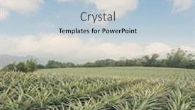 Presentation with taiwan - Presentation theme with pineapple farm at luye taitung taiwan asia background and a light blue colored foreground
