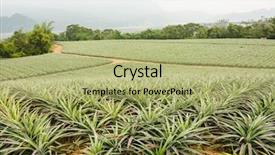  Presentation with pineapple - Audience pleasing presentation design consisting of pineapple farm at luye taitung backdrop and a mint green colored foreground
