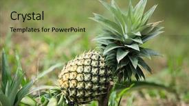  Presentation with fruit farm - PPT theme enhanced with pineapple fruit farm growing nature background and a yellow colored foreground