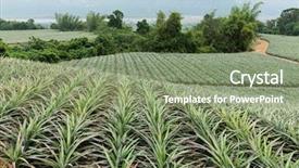  Presentation with fruit farm - Audience pleasing slides consisting of pineapple fruit farm backdrop and a seafoam green colored foreground