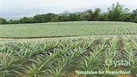  Presentation with pineapple - Presentation theme with pineapple-fruit-field-in-taitung background and a violet colored foreground