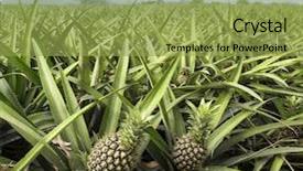  Presentation with pineapple - Colorful PPT theme enhanced with pineapple fruit on the bush backdrop and a yellow colored foreground