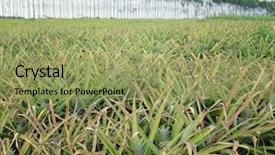  Presentation with pineapple - Amazing presentation theme having pineapple fruit on the bush backdrop and a yellow colored foreground
