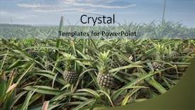  Presentation with pineapple - Colorful presentation design enhanced with pineapple fruit on the bush backdrop and a light blue colored foreground