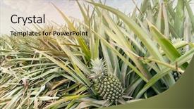  Presentation with fruit farm - Slide deck enhanced with pineapple fruit on the plantation background and a soft green colored foreground