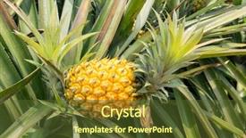  Presentation with fruit farm - Audience pleasing presentation design consisting of pineapple fruit on the plantation backdrop and a tawny brown colored foreground